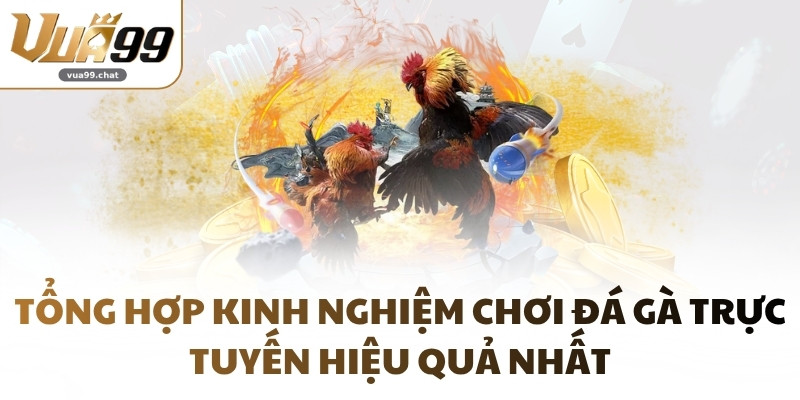 Tổng hợp kinh nghiệm chơi Đá Gà trực tuyến hiệu quả nhất